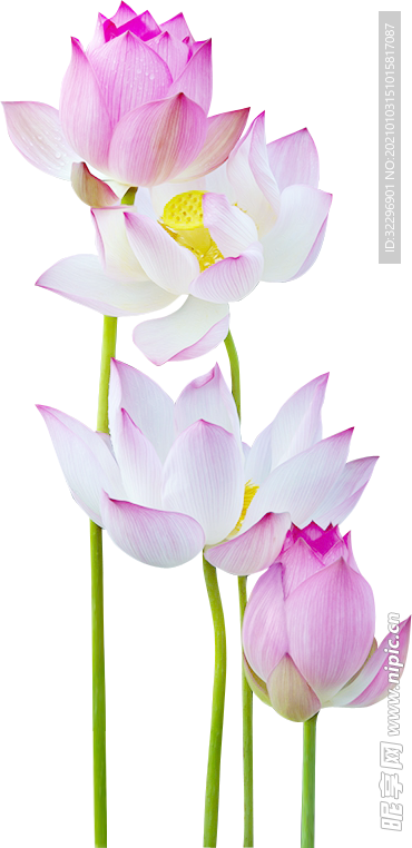 荷花元素