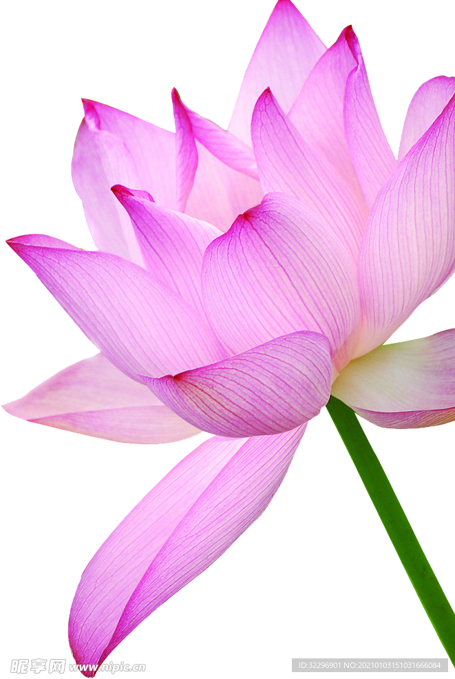 荷花元素