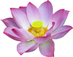 荷花元素