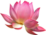荷花元素