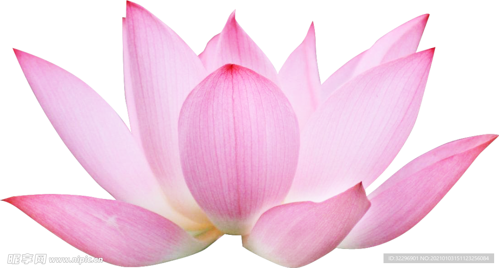 荷花元素