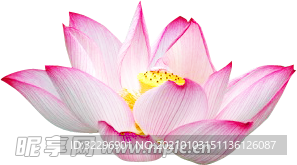 荷花元素