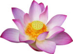 荷花元素