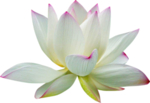 荷花元素