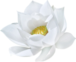 花元素