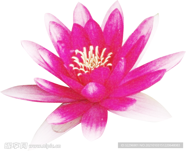 荷花元素