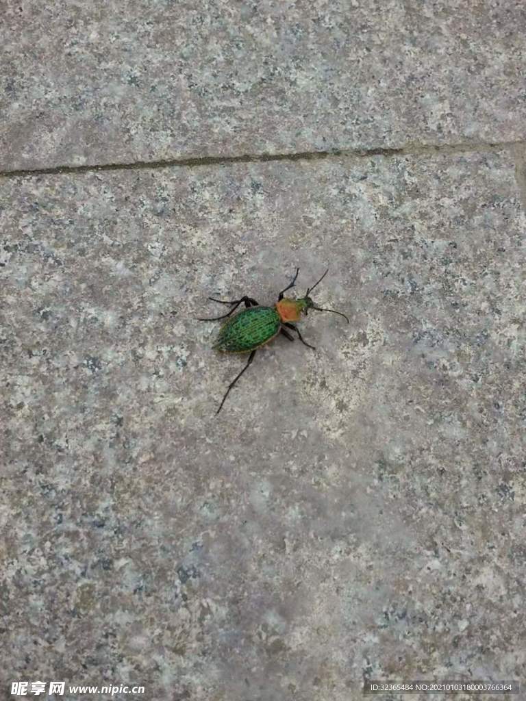 虫