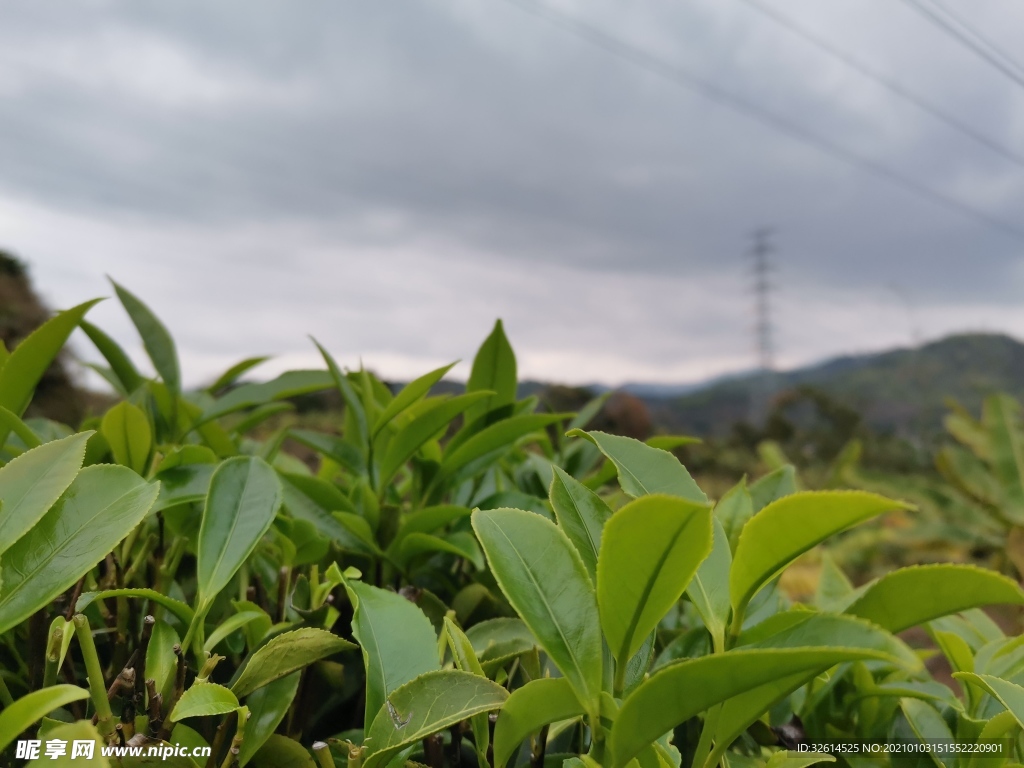 茶叶