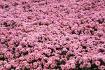 粉色菊花花圃
