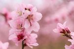 粉色桃花微摄
