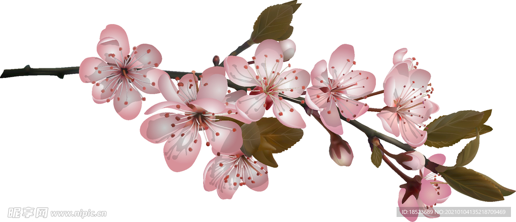 桃花