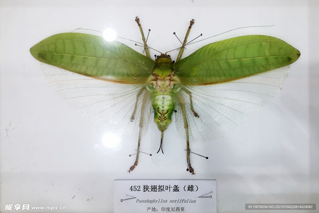 狭翅拟叶螽