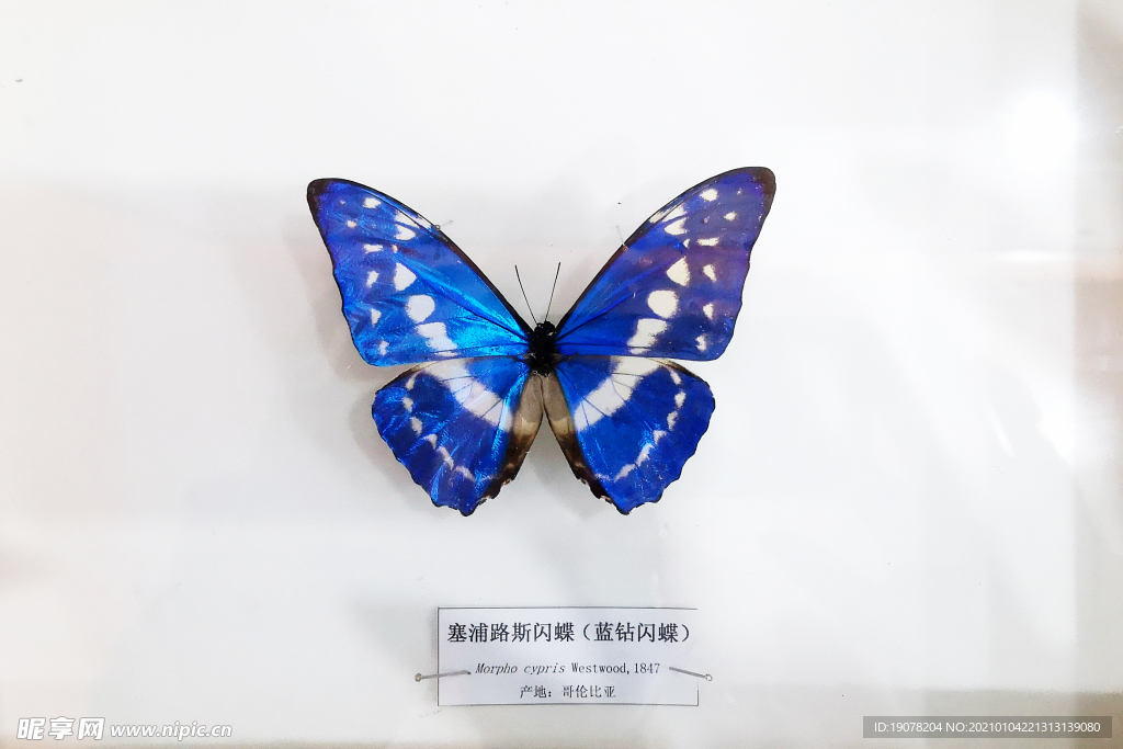 闪蝶