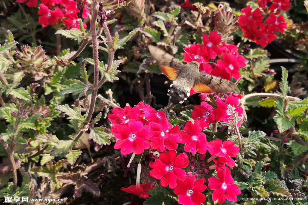 花