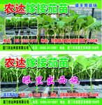 嫁接茄苗