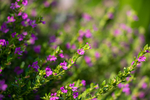 小草鲜花