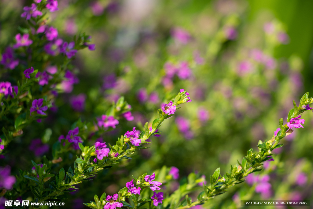 小草鲜花