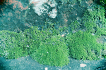 绿色苔藓