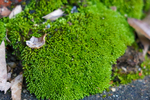 绿色苔藓