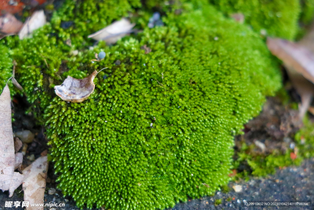 绿色苔藓