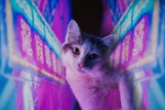 猫