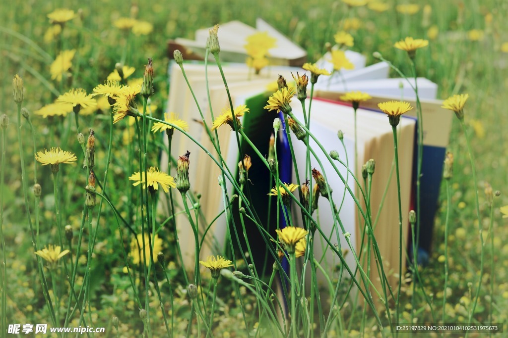 书本 草丛 向阳花 黄色