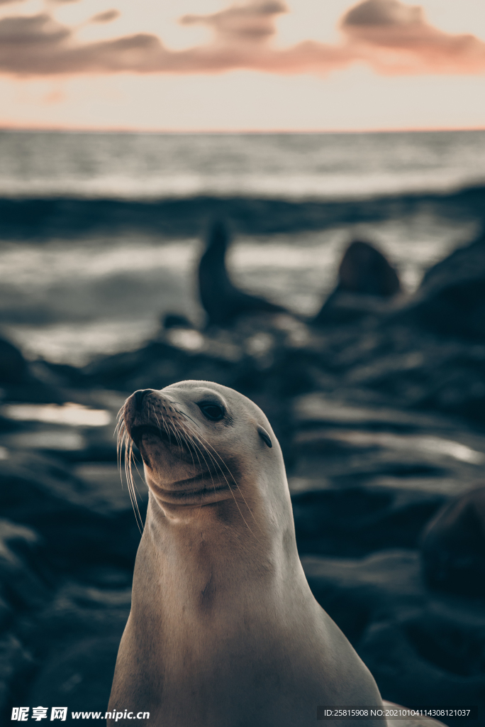 海狮