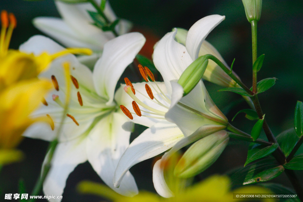 百合花