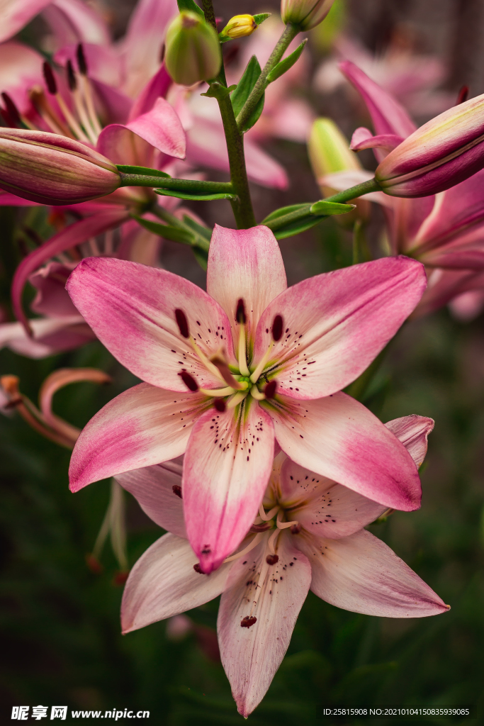 百合花