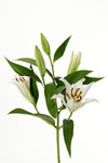 百合花