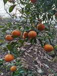 红橘子