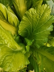 水白菜