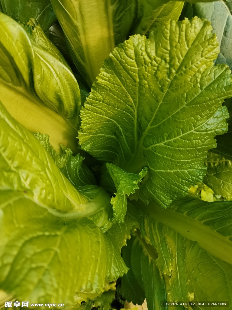 水白菜