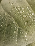 水滴露珠