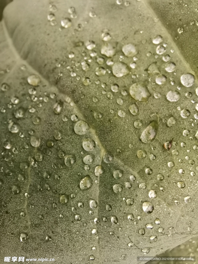 水滴露珠