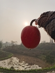 栝楼吊瓜
