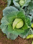 大白菜