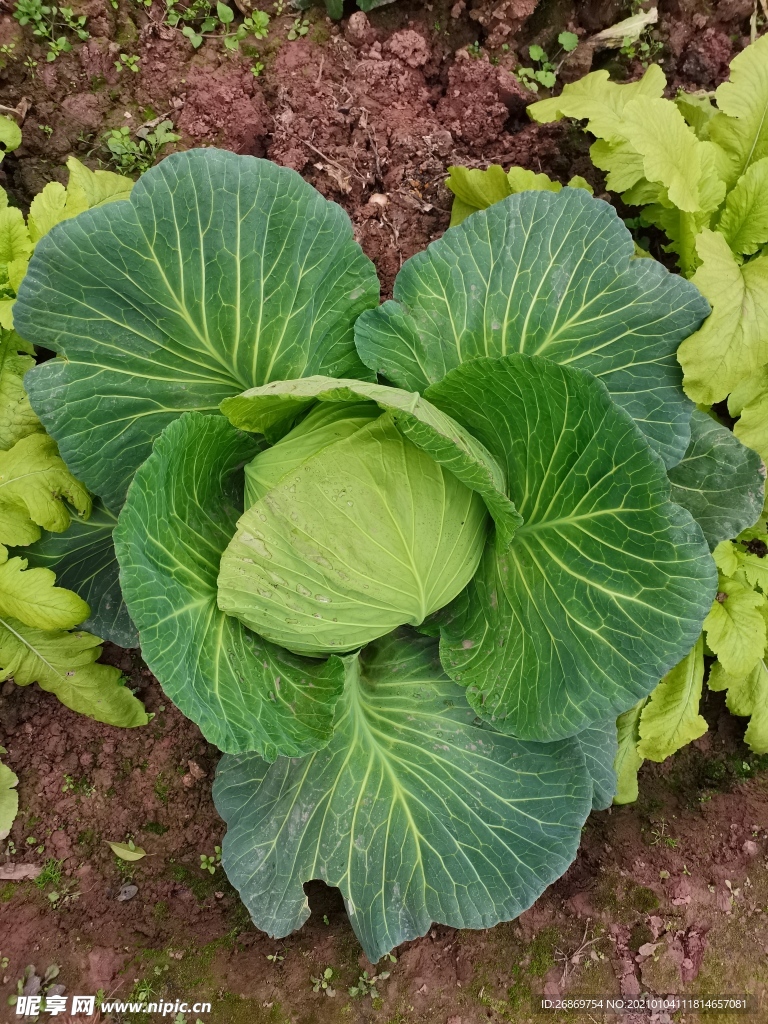 大白菜