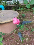 月季花