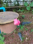 月季花