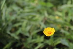波斯菊