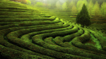 风景
