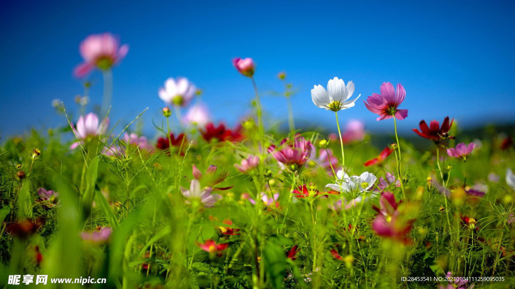 植物特写