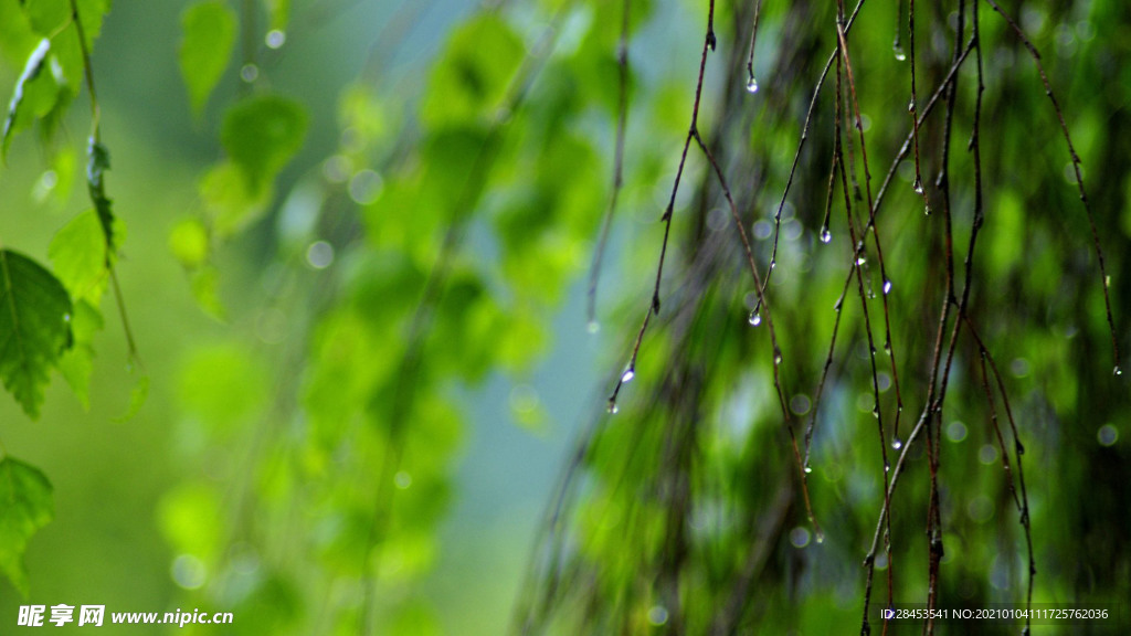 植物特写
