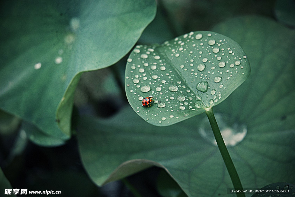 植物特写