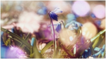 植物特写