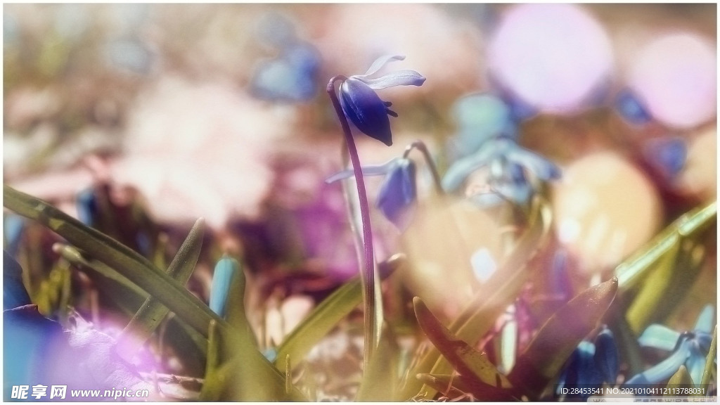 植物特写