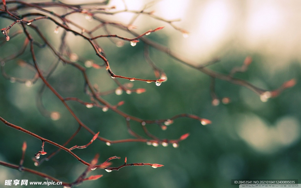 植物特写