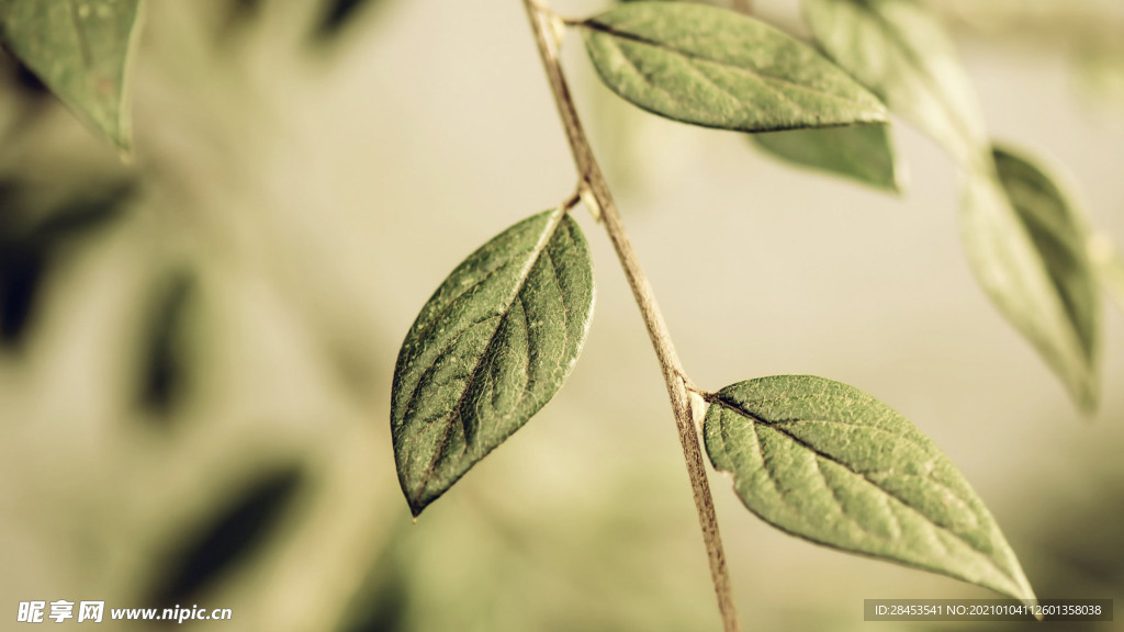 植物特写