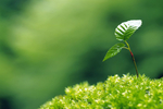 植物特写